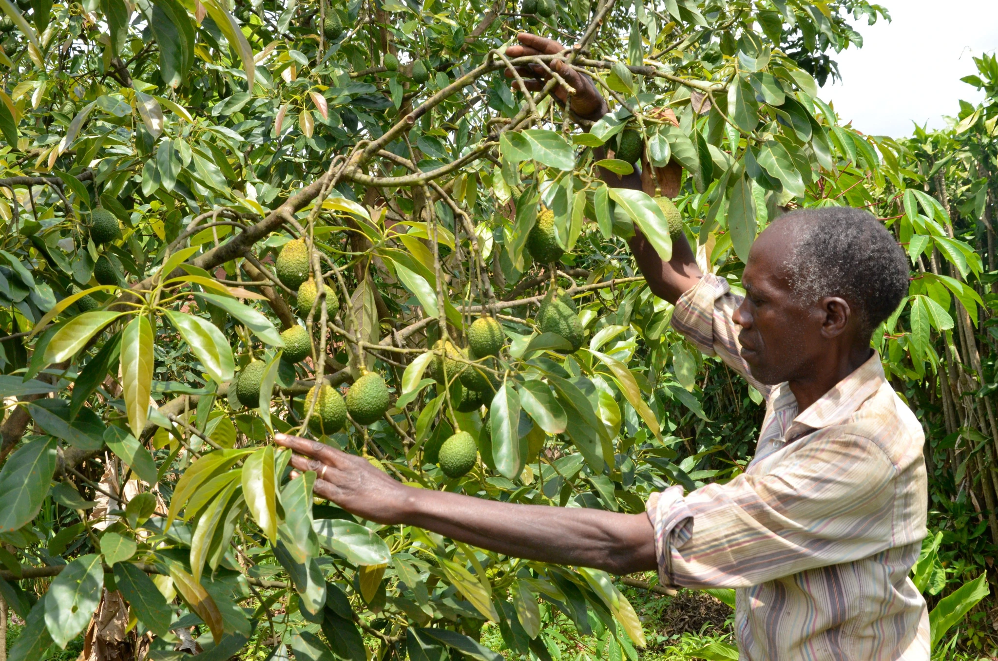 image for Tips For Sustainable Farming