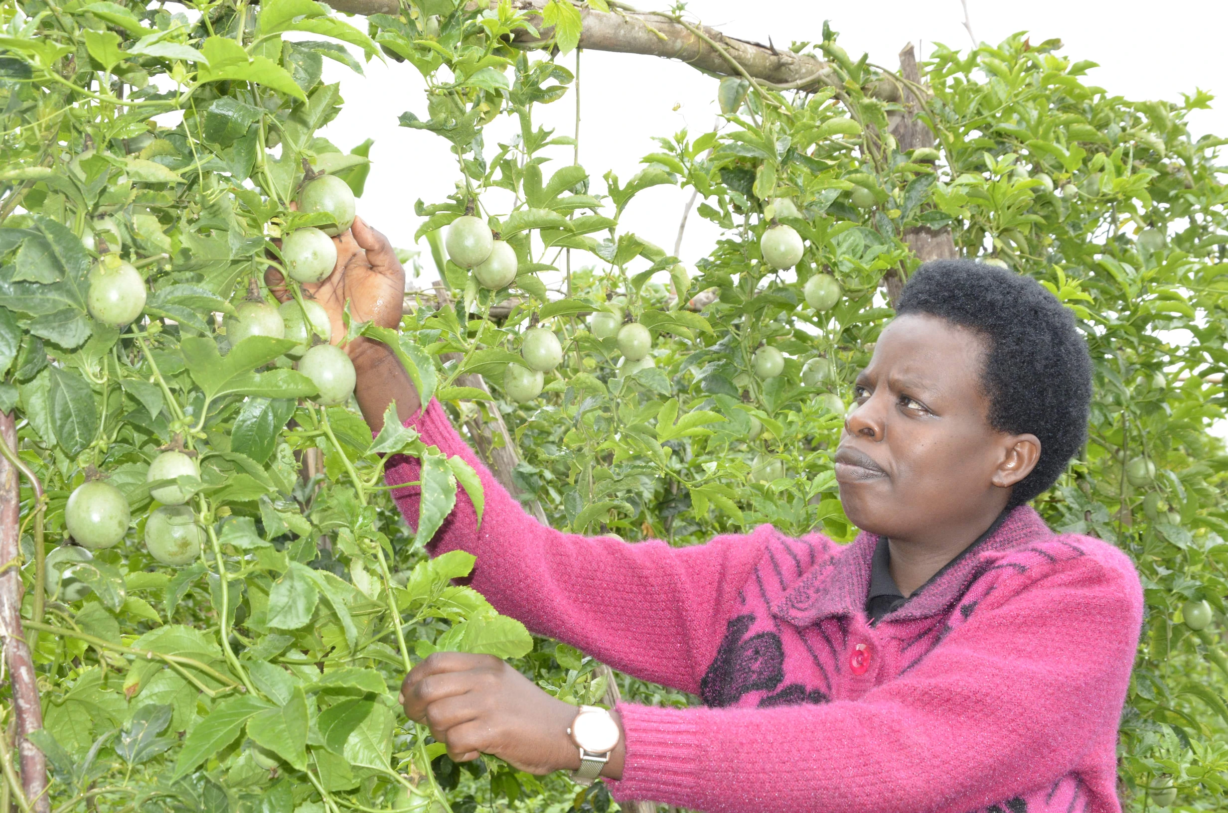 Youth and Women in Entrepreneurship (YWE) 