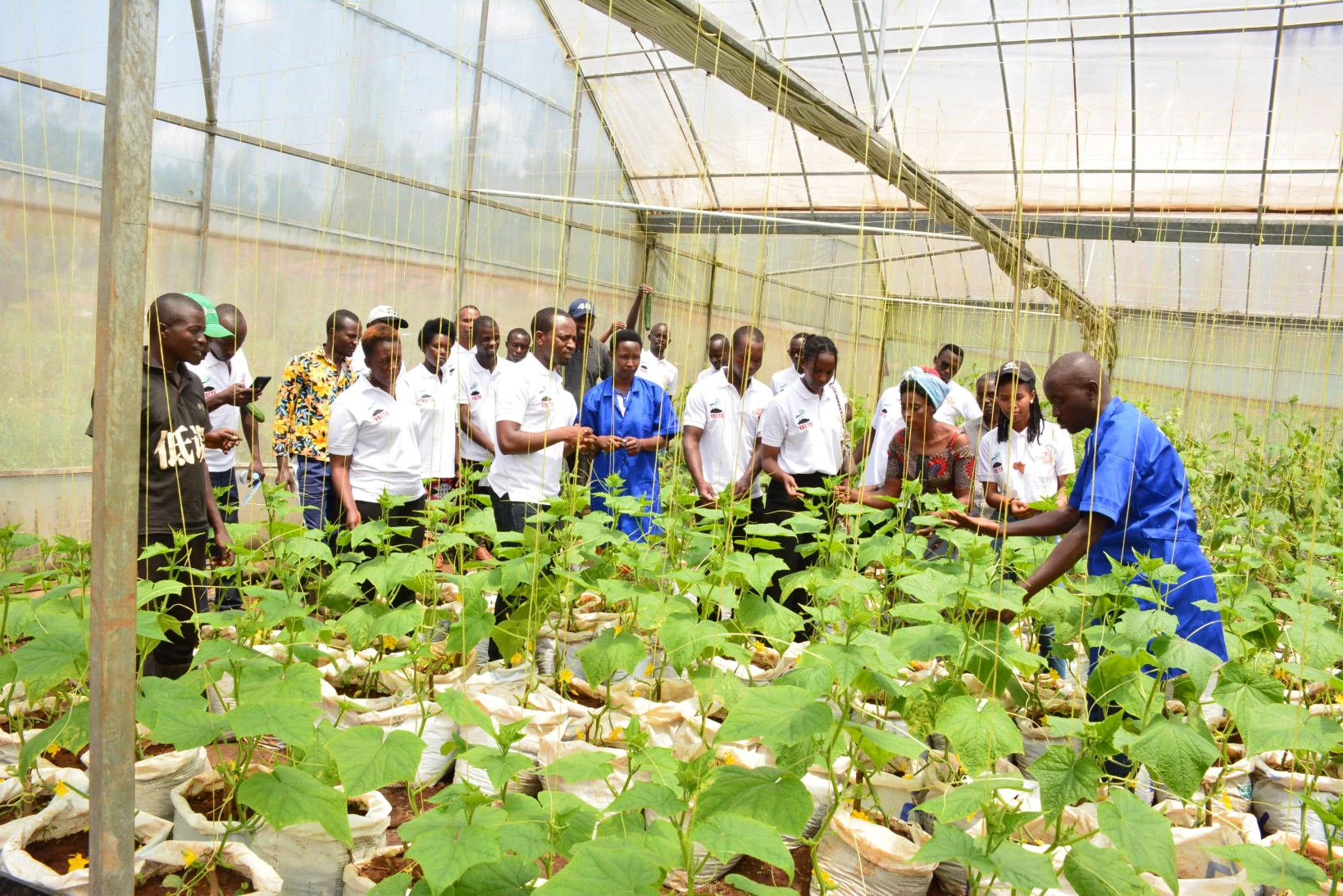 Institutional Solutions (BDS)